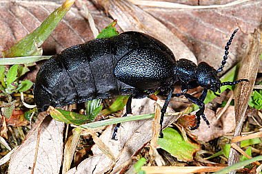 Violetter Maiwurm