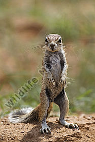Erdhörnchen