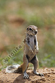 Erdhörnchen