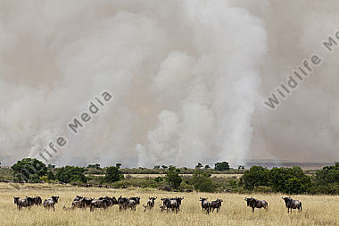 Brandrodung im Triangle der Masai Mara