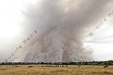 Brandrodung im Triangle der Masai Mara