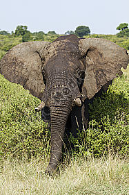 Afrikanischer Elefant