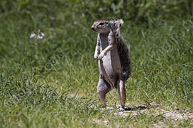 Erdhörnchen