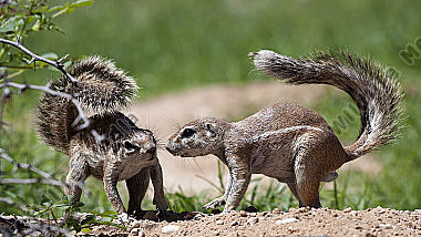 Erdhörnchen
