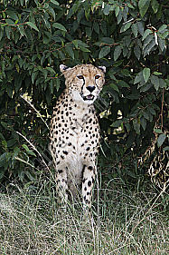 Gepard