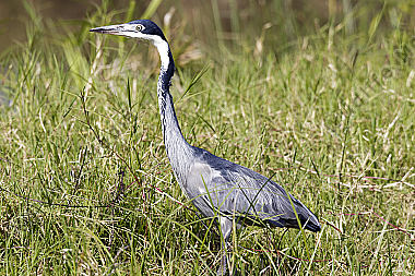 Schwarzhalsreiher