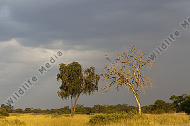 Abendstimmung in der Masai Mara