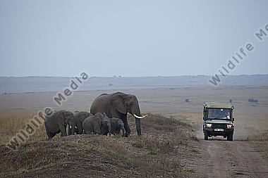 Afrikanischer Elefant und Safarifahrzeug