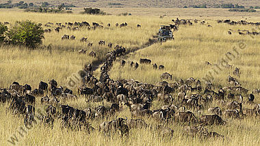Weißbartgnu und Safarifahrzeug