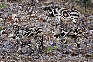 Bergzebra