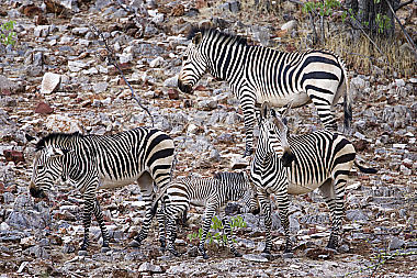 Bergzebra