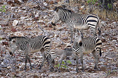 Bergzebra