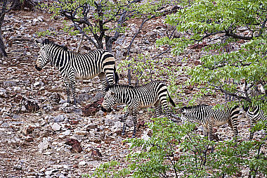 Bergzebra