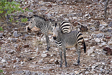 Bergzebra