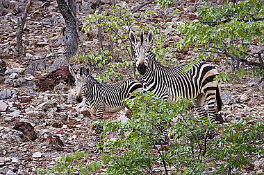 Bergzebra