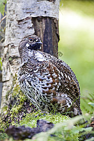 Haselhahn