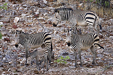 Bergzebra