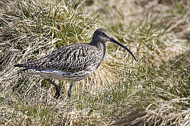 Großer Brachvogel