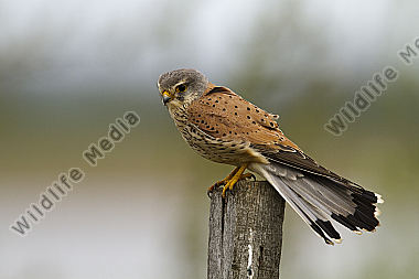 Turmfalke