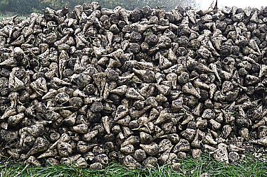 Landwirtschaft