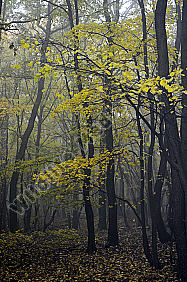 Wald