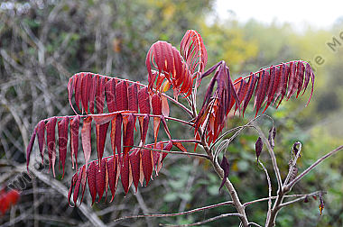 Botanik