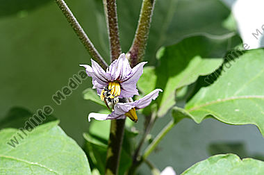 Biene auf Blüte einer Aubergine