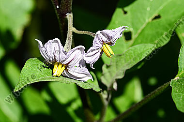 Insekt auf Blüte einer Aubergine