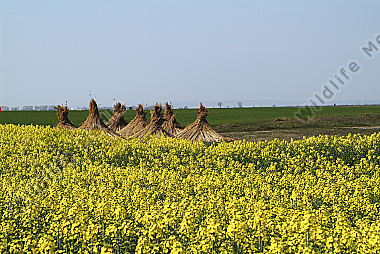Österreich Burgenland