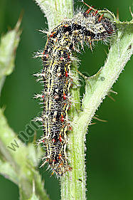Distelfalter Raupe