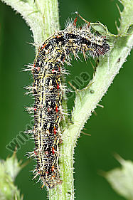 Distelfalter Raupe