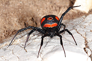 Schwarze Witwe Weibchen
