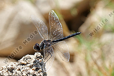 Teufelchen-Libelle
