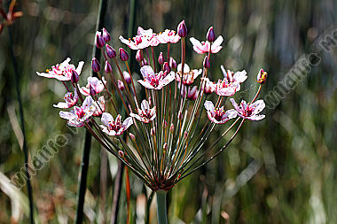 Schwanenblume