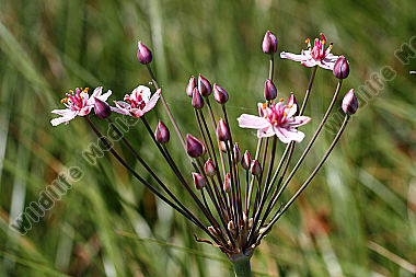 Schwanenblume