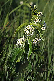 Weiße Schwalbenwurz