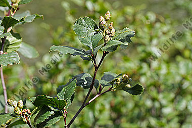 Grün-Erle