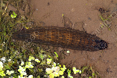 Großer Kolbenwasserkäfer Larve