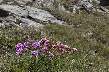 Alpen-Grasnelke
