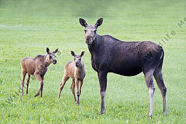 Elchkuh mit Elchkälbern