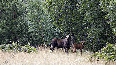 Elchkuh mit Elchkalb