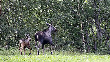 Elchkuh mit Elchkalb