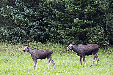Elchkuh mit Elchkalb