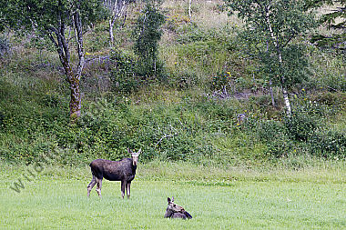 Elchkuh mit Elchkalb