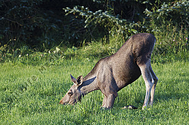 Elchkuh