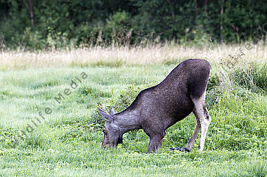 Elchkuh