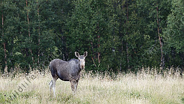 Elchkuh