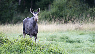 Elchkuh