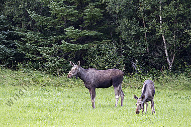 Elchkuh mit Elchkalb