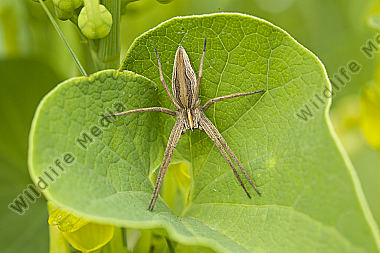 Raubspinne